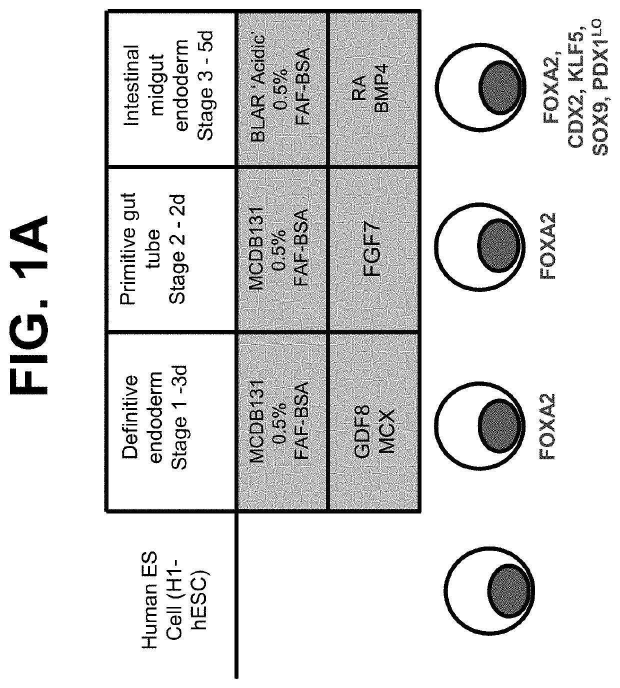 Encapsulated intestinal midgut endoderm cells