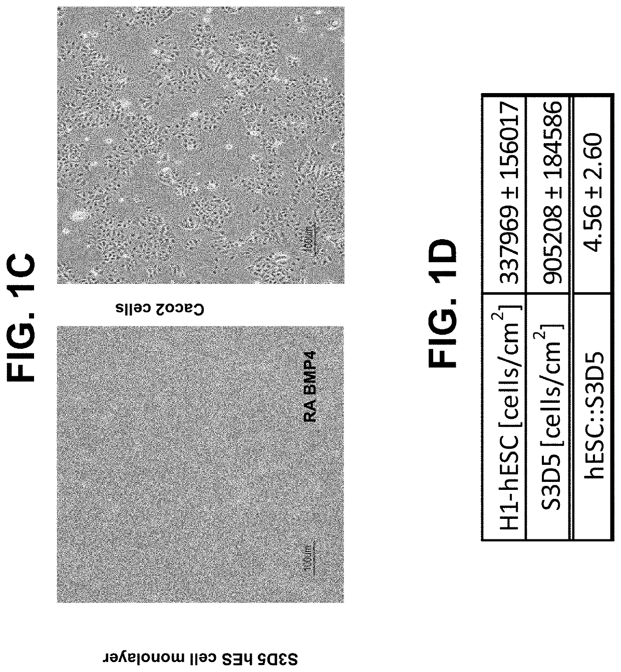 Encapsulated intestinal midgut endoderm cells