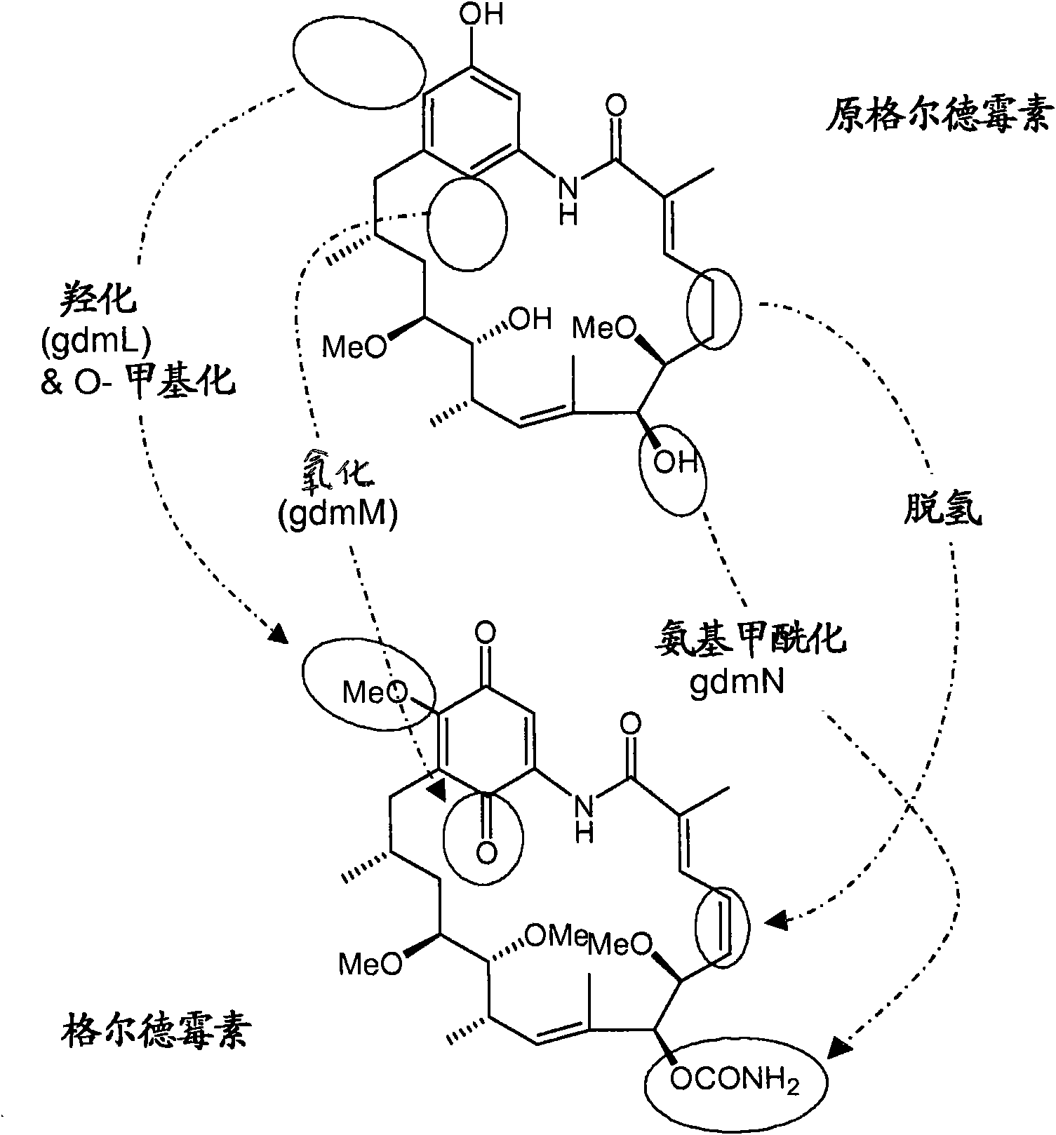 Novel compounds and methods for their production