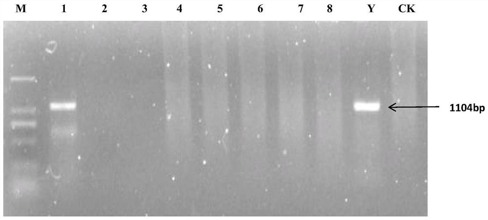 Nested PCR detection kit for pine wood nematode disease and use method thereof