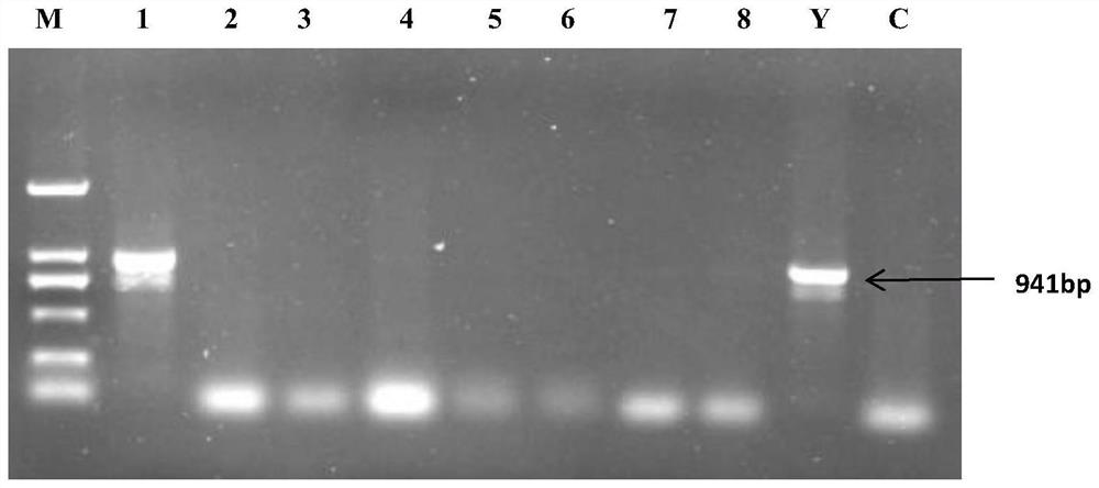 Nested PCR detection kit for pine wood nematode disease and use method thereof