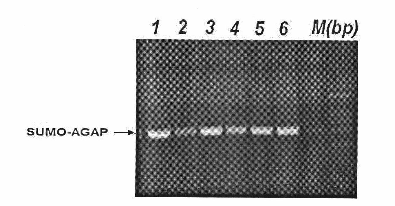 Method for producing Buthus martensii Karsch toxin AGAP