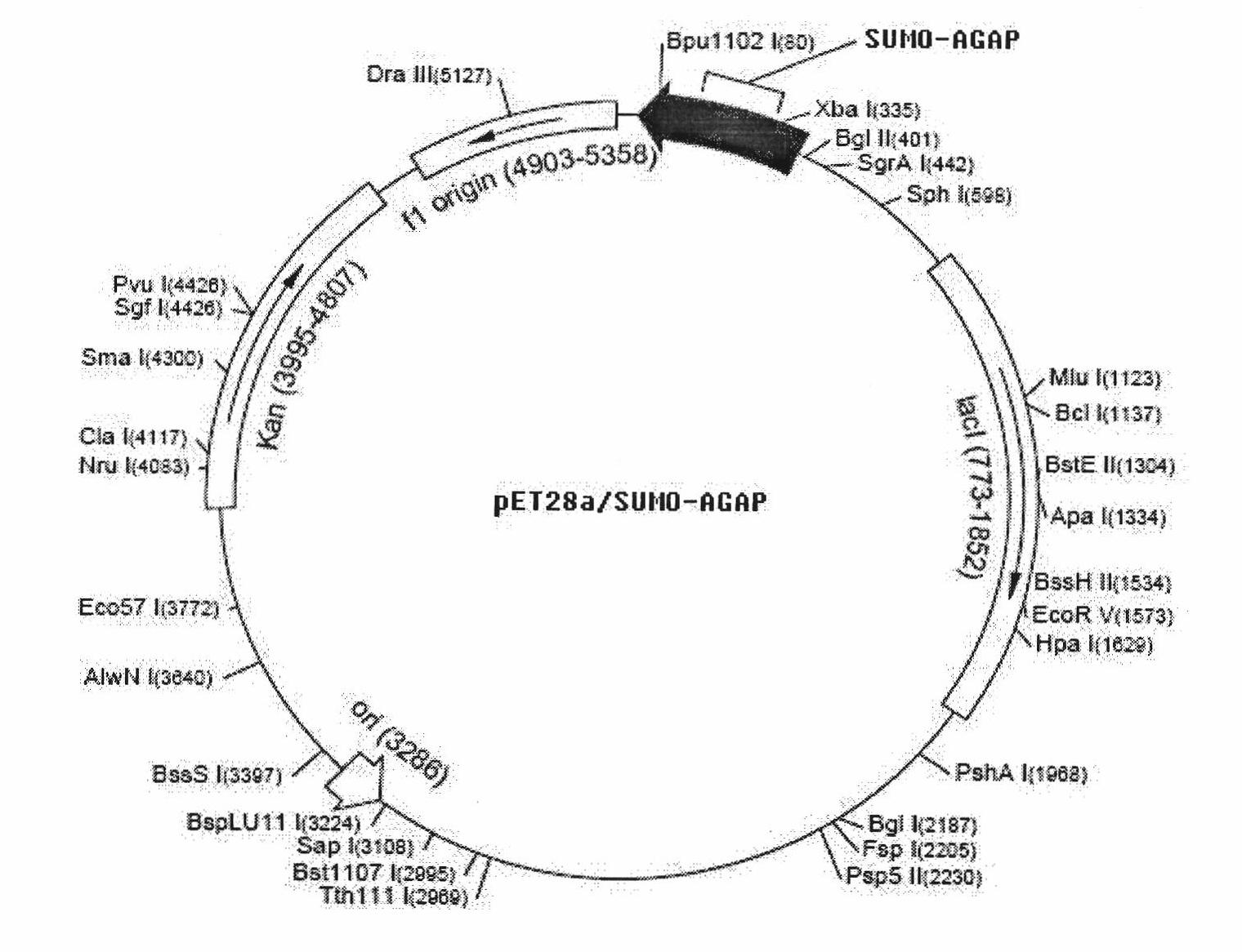 Method for producing Buthus martensii Karsch toxin AGAP