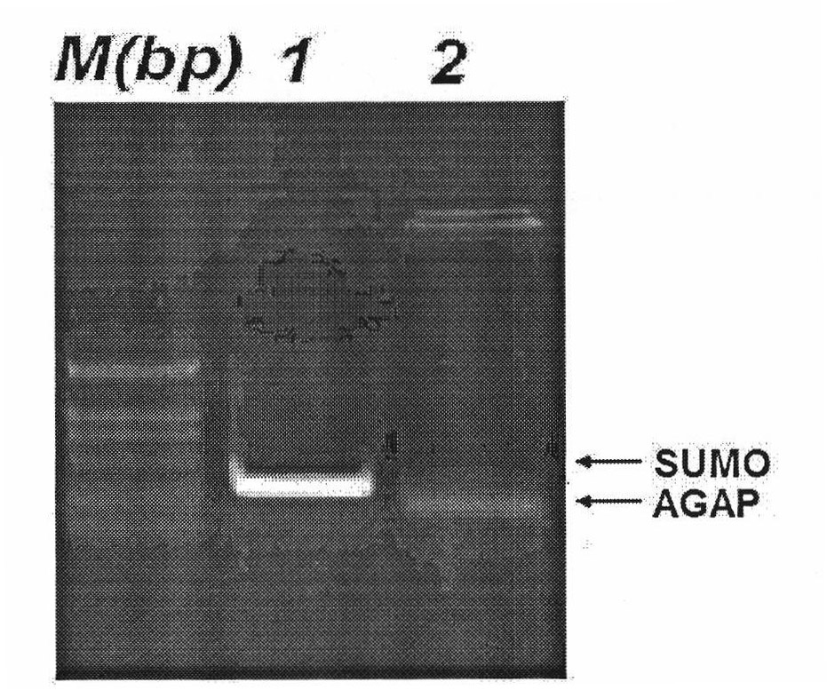 Method for producing Buthus martensii Karsch toxin AGAP