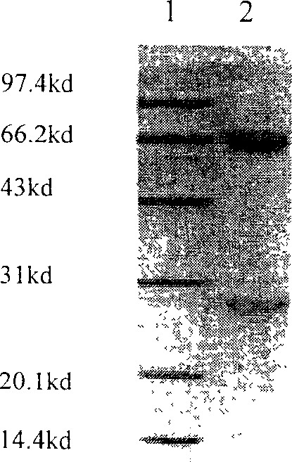 Antigen simulating epipeptide of A type parachicken blood phili bacillus and its use