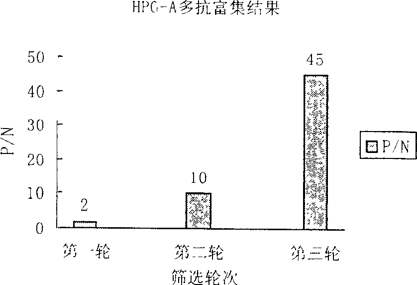 Antigen simulating epipeptide of A type parachicken blood phili bacillus and its use