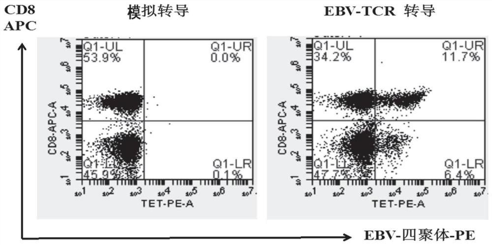 T cell receptor for recognizing EBV antigen short peptide and application thereof