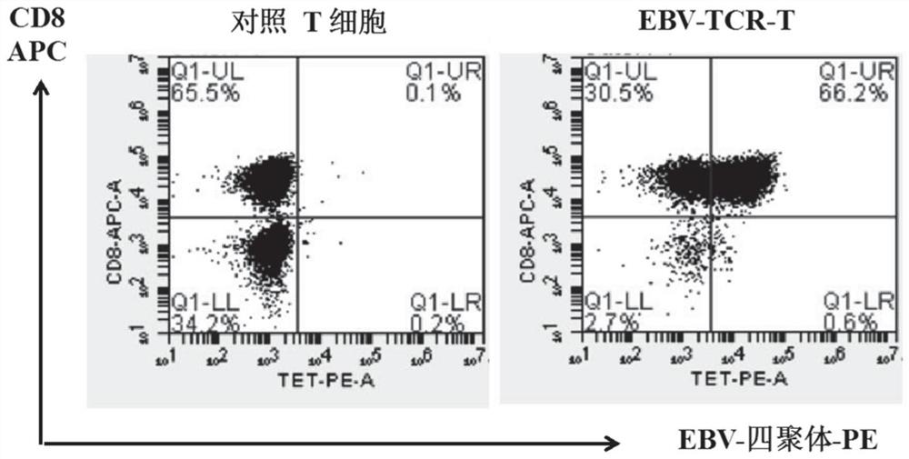 T cell receptor for recognizing EBV antigen short peptide and application thereof