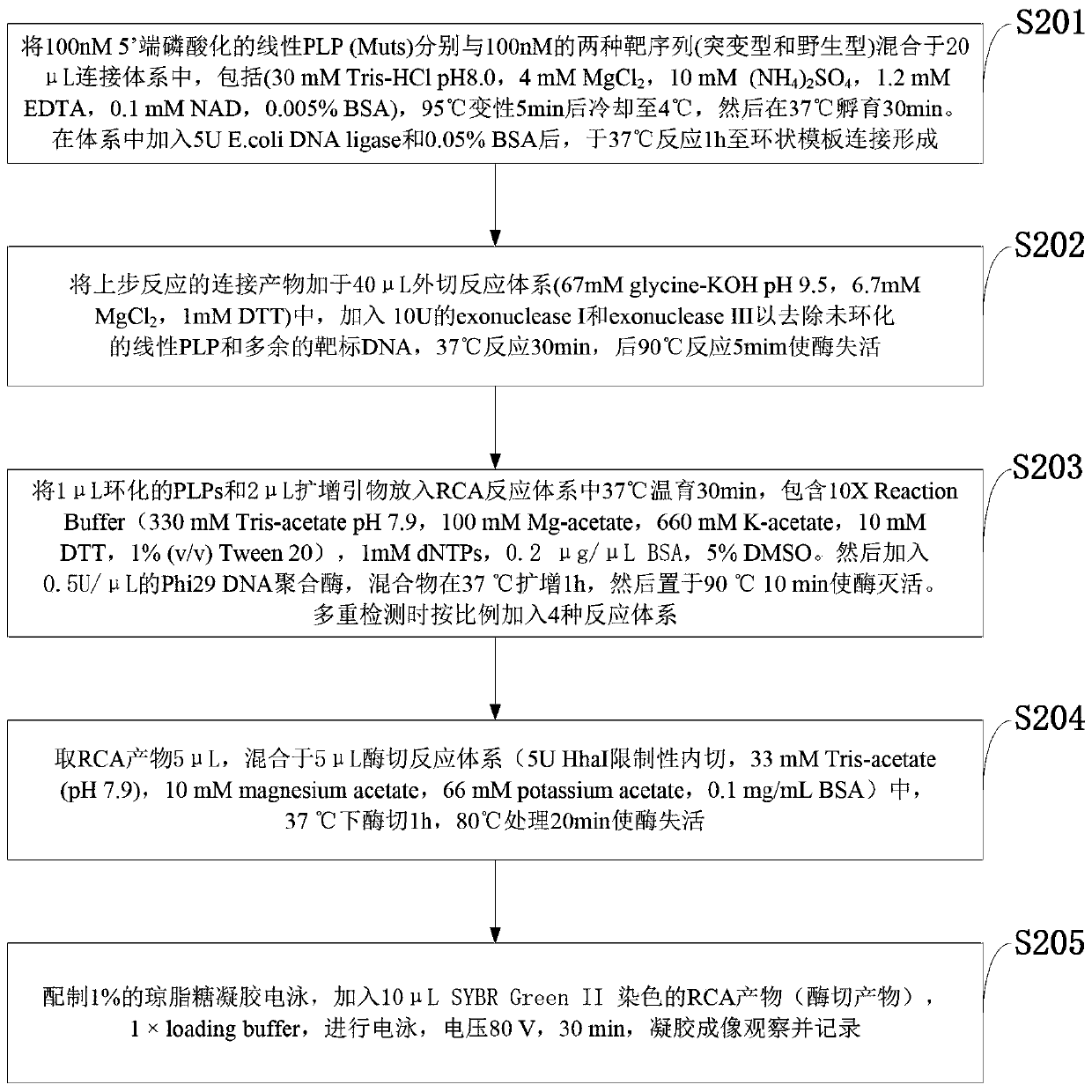 Mycobacterium tuberculosis drug-resistant gene multiple detection method based on RCA (rolling circle amplification)