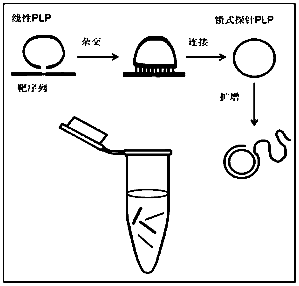 Mycobacterium tuberculosis drug-resistant gene multiple detection method based on RCA (rolling circle amplification)