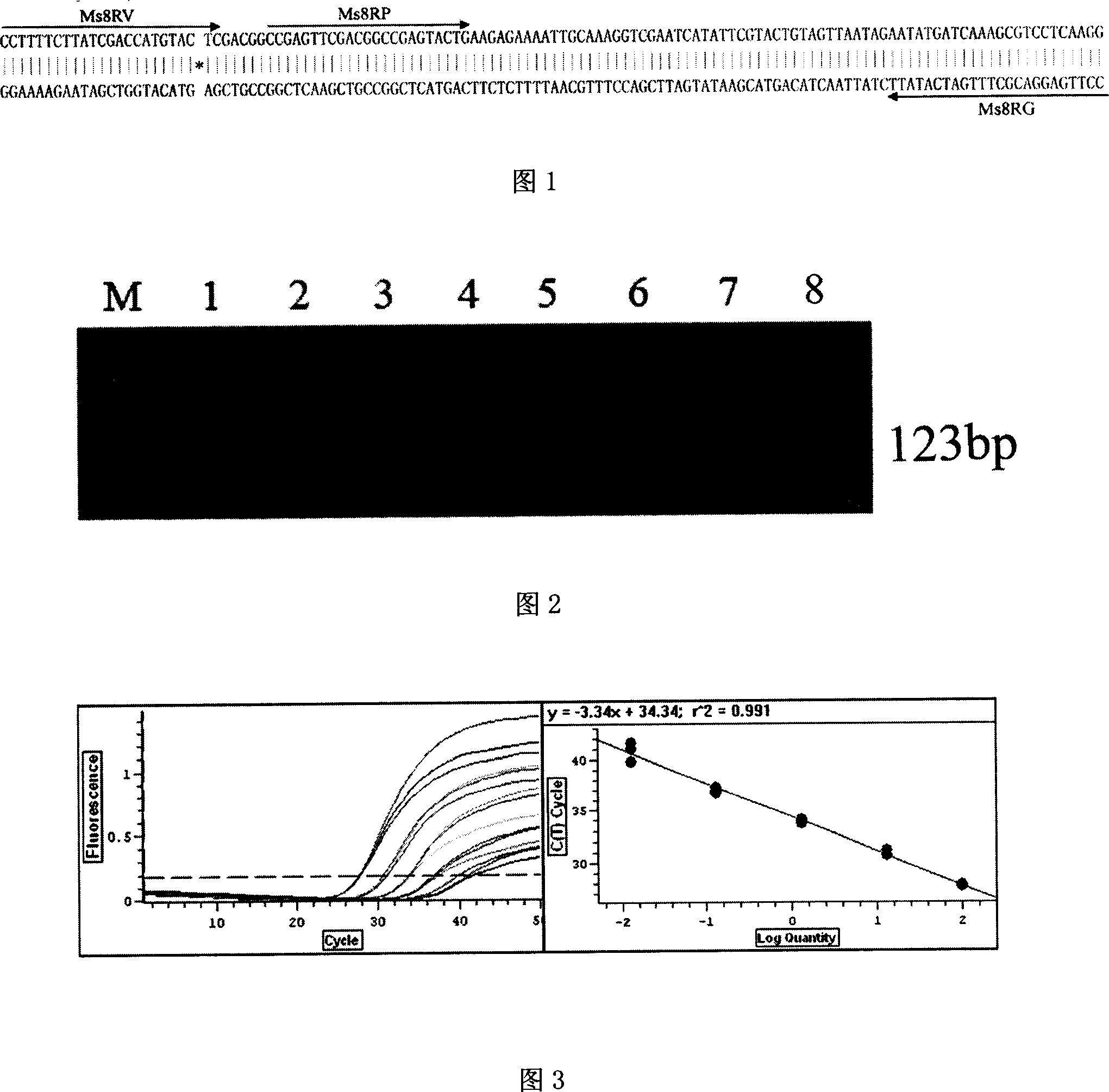 Flanking sequence of exogenous event inserting vector for transgenic rape Ms8 and its application