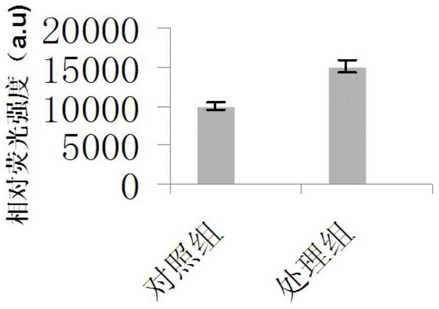 A detection model of zebrafish embryo alcoholic liver and its construction method and application