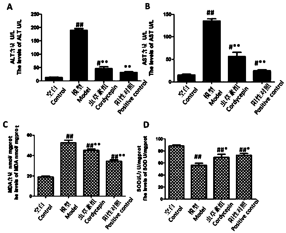 Application of cordycepin in preparing hepatoprotective products