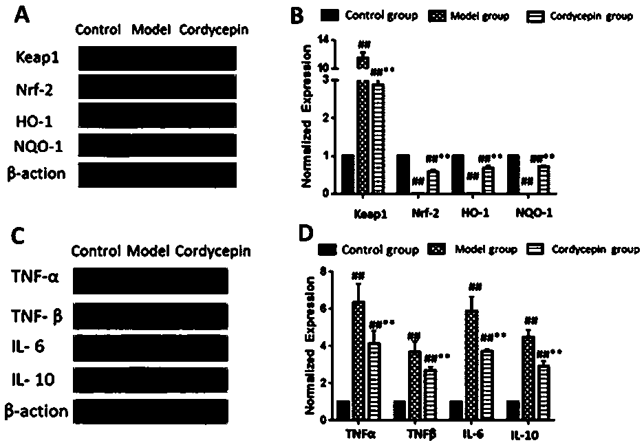 Application of cordycepin in preparing hepatoprotective products