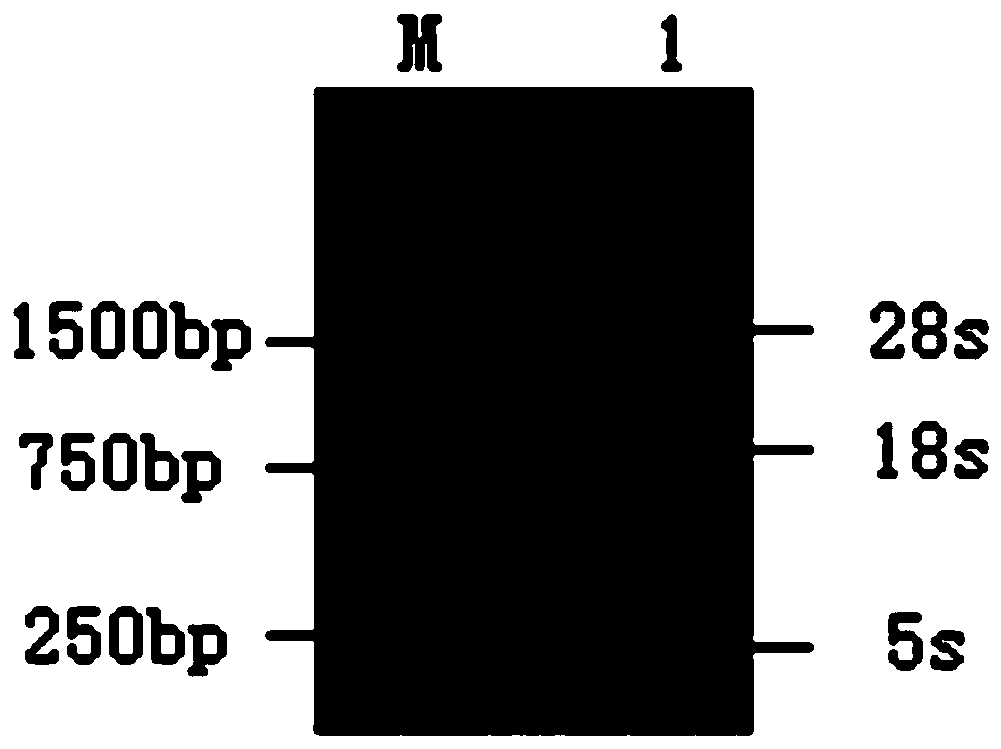 Cell BHK/slam based on small ruminant animal disease virus receptor