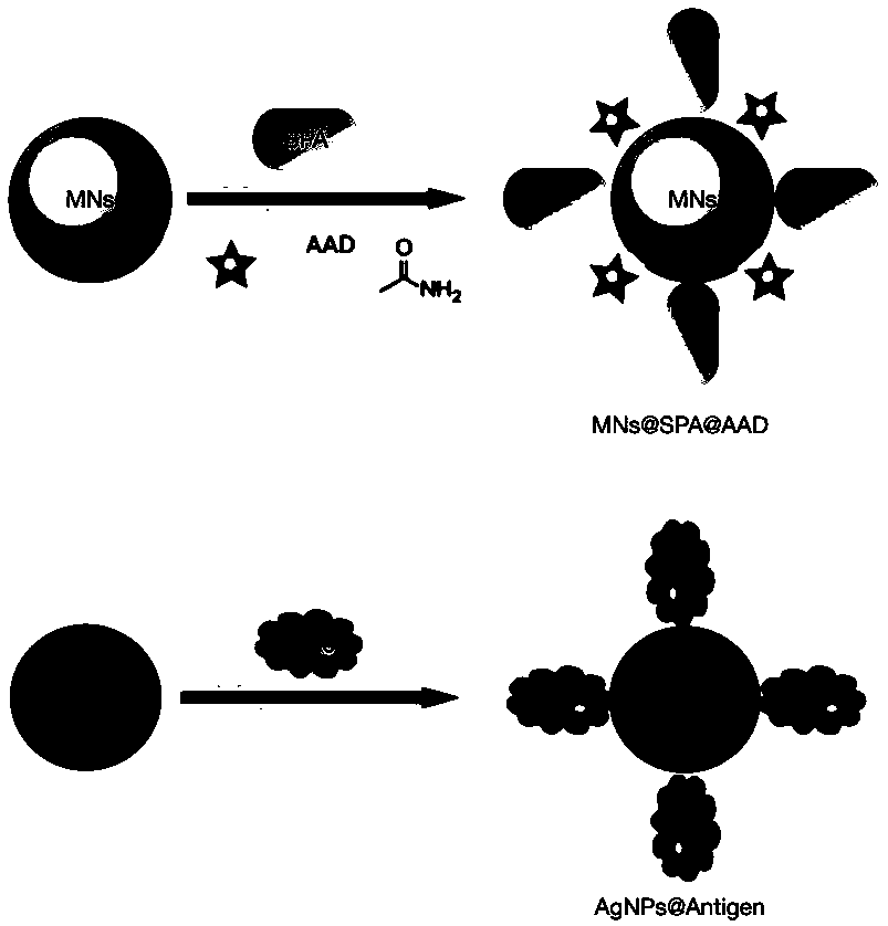 Preparation method of monoclonal antibody based on Raman spectroscopy and micro-droplet technology