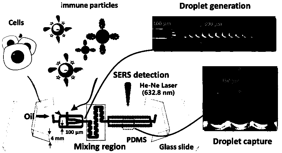 Preparation method of monoclonal antibody based on Raman spectroscopy and micro-droplet technology