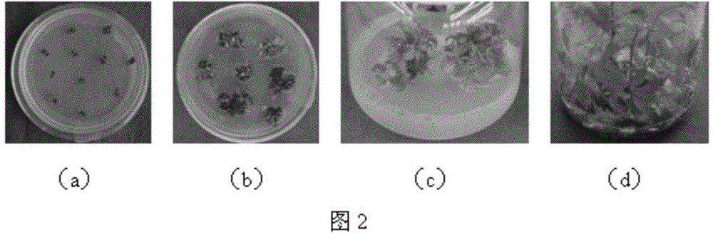 High-efficiency rapid propagation method of good Rhus chinensis strains