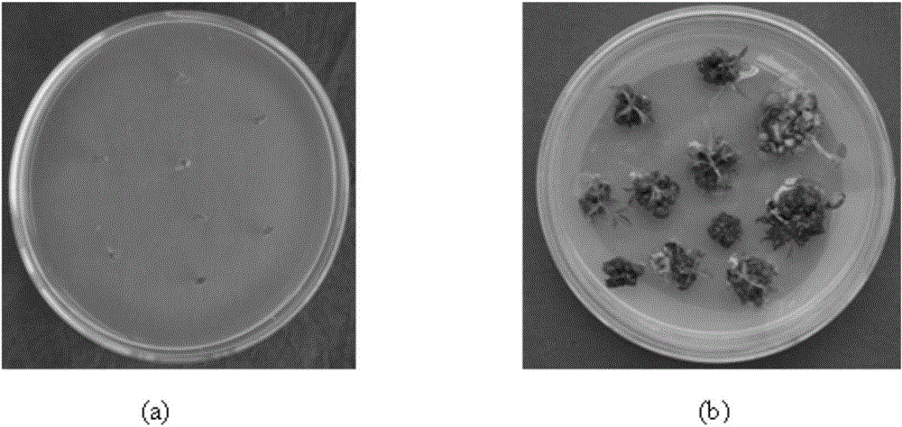 High-efficiency rapid propagation method of good Rhus chinensis strains