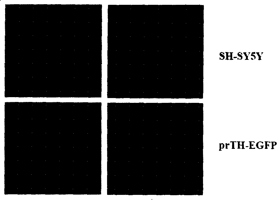 Method of building animal model for parkinsonism