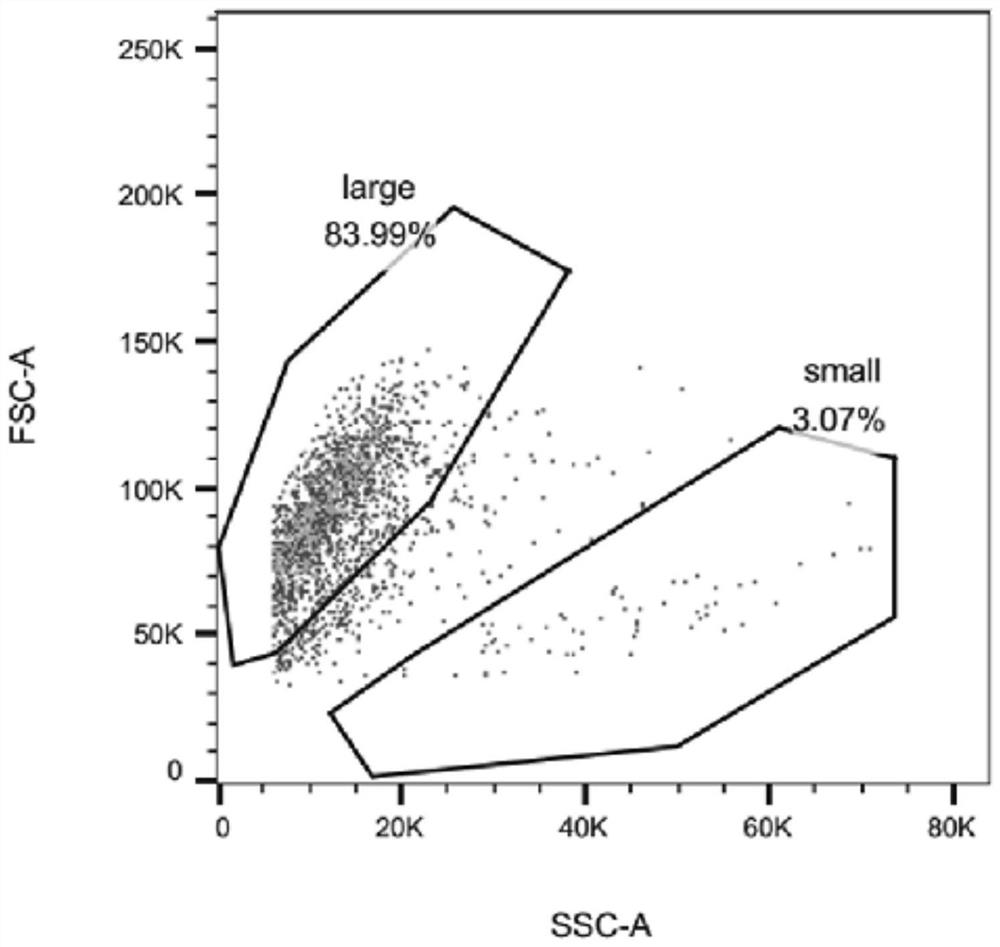 Method for separating rat hypothalamic arcuate nucleus neurons