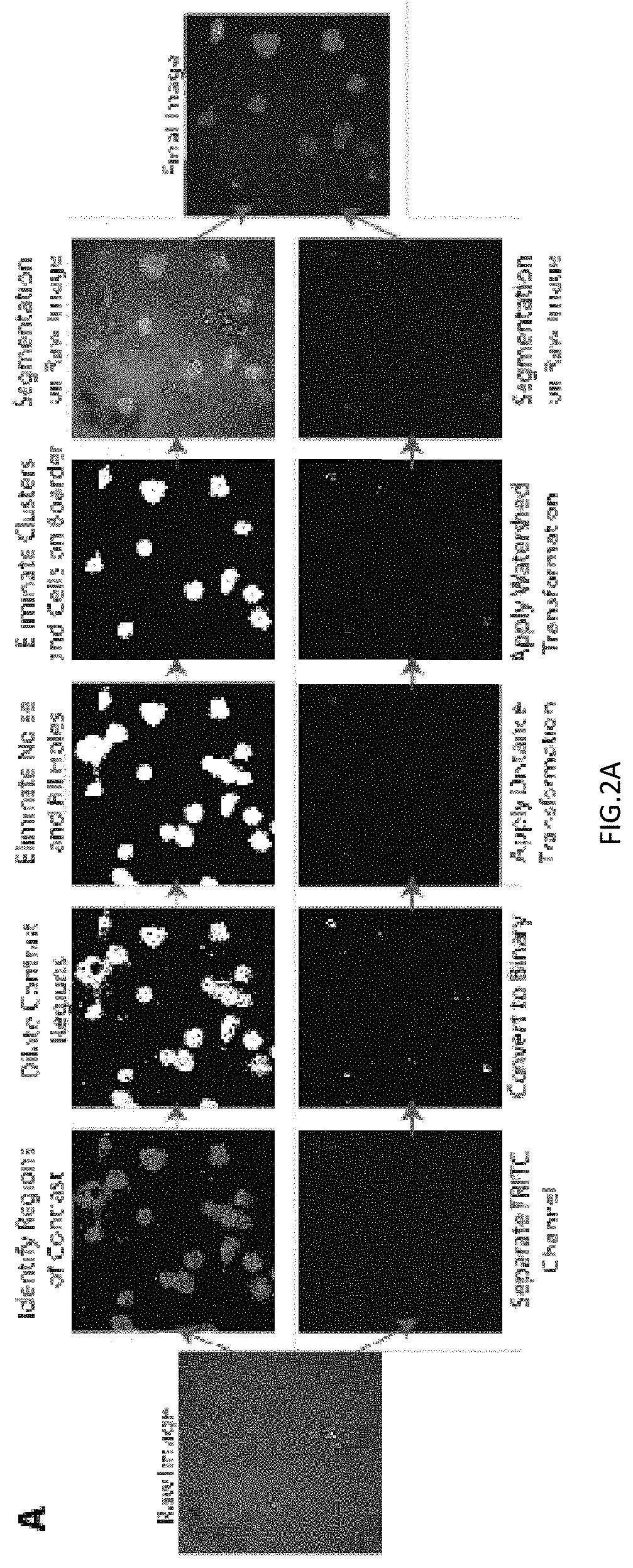 Utilizing the innate immune system to deliver therapeutic agents