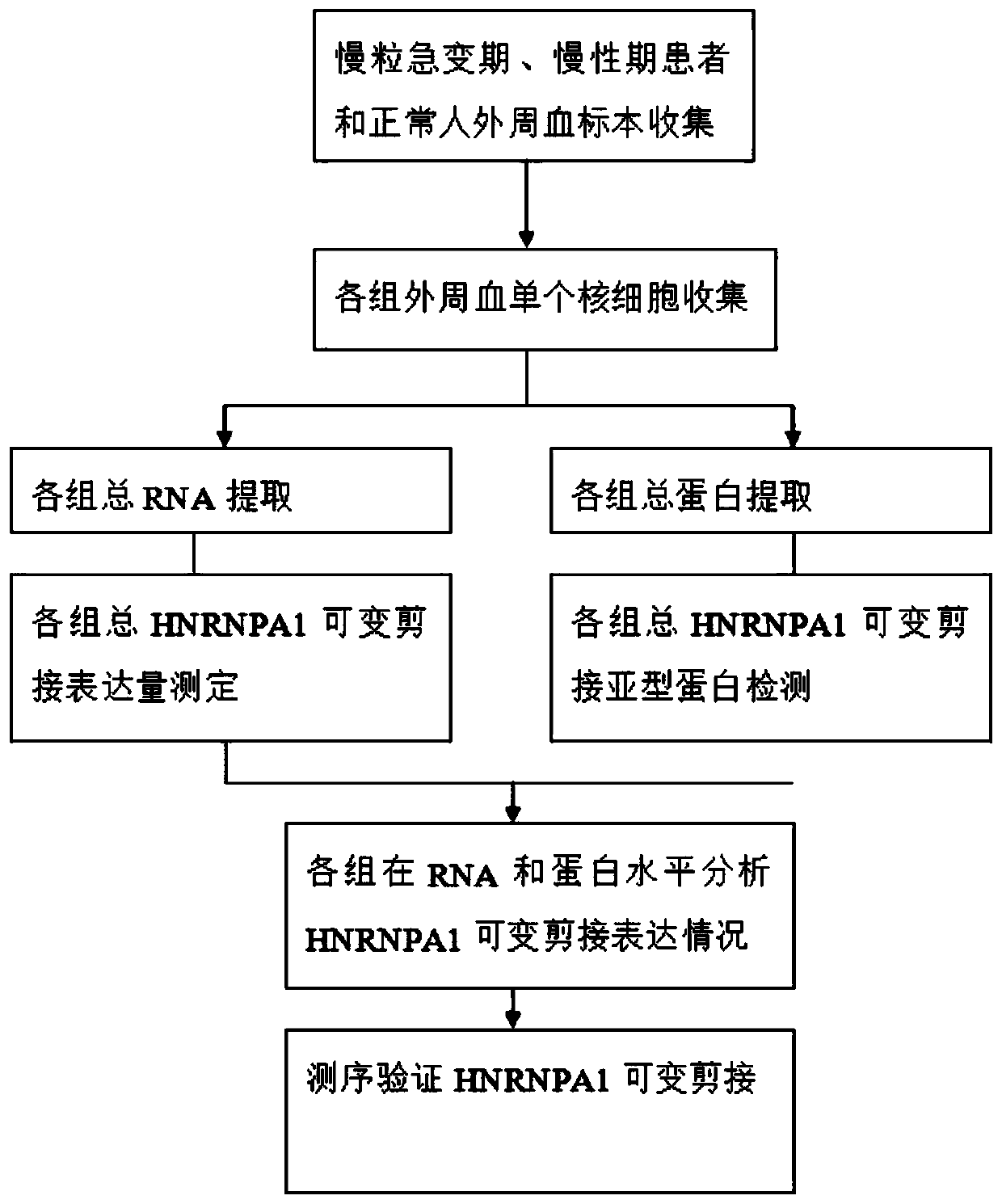 Reagent and kit for diagnosing CML blast phase based on hnrnpa1 splice variant