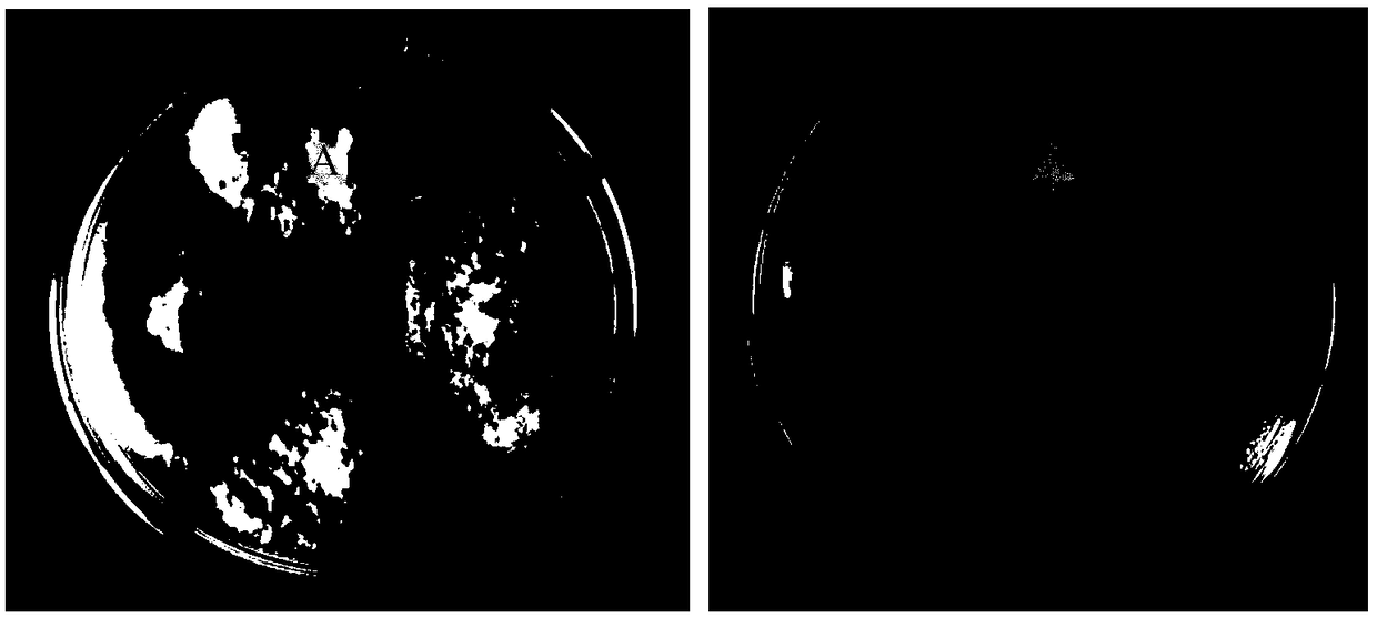 Antagonistic bacterium NZ-4 for wilt of potatoes and its application