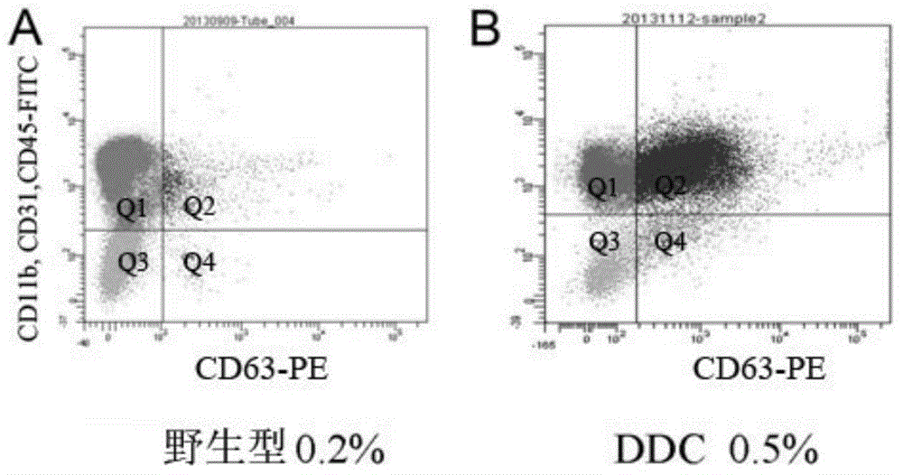 Use of CD63 in preparation of kit for liver disease diagnosis or drug for preventing or treating liver diseases