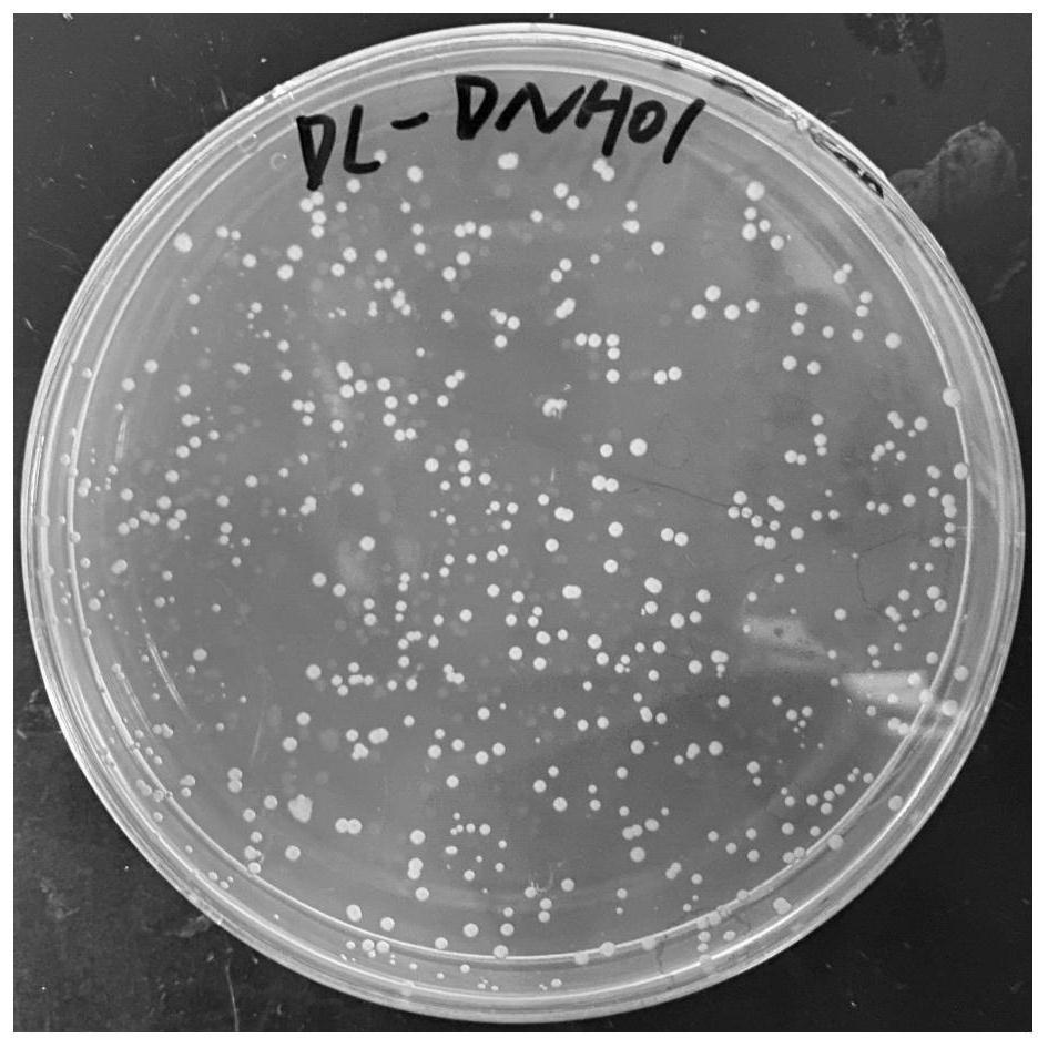 Agrobacterium capable of efficiently degrading ethyl carbamate and application of agrobacterium