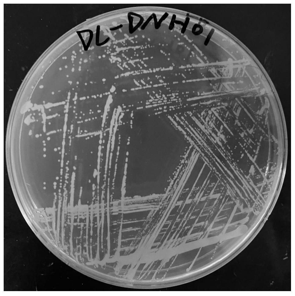 Agrobacterium capable of efficiently degrading ethyl carbamate and application of agrobacterium