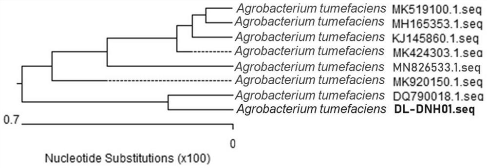 Agrobacterium capable of efficiently degrading ethyl carbamate and application of agrobacterium