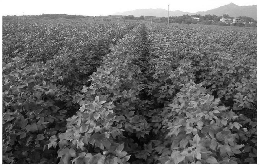 A kind of cultivation method of high-yield and high-quality early-maturing cotton