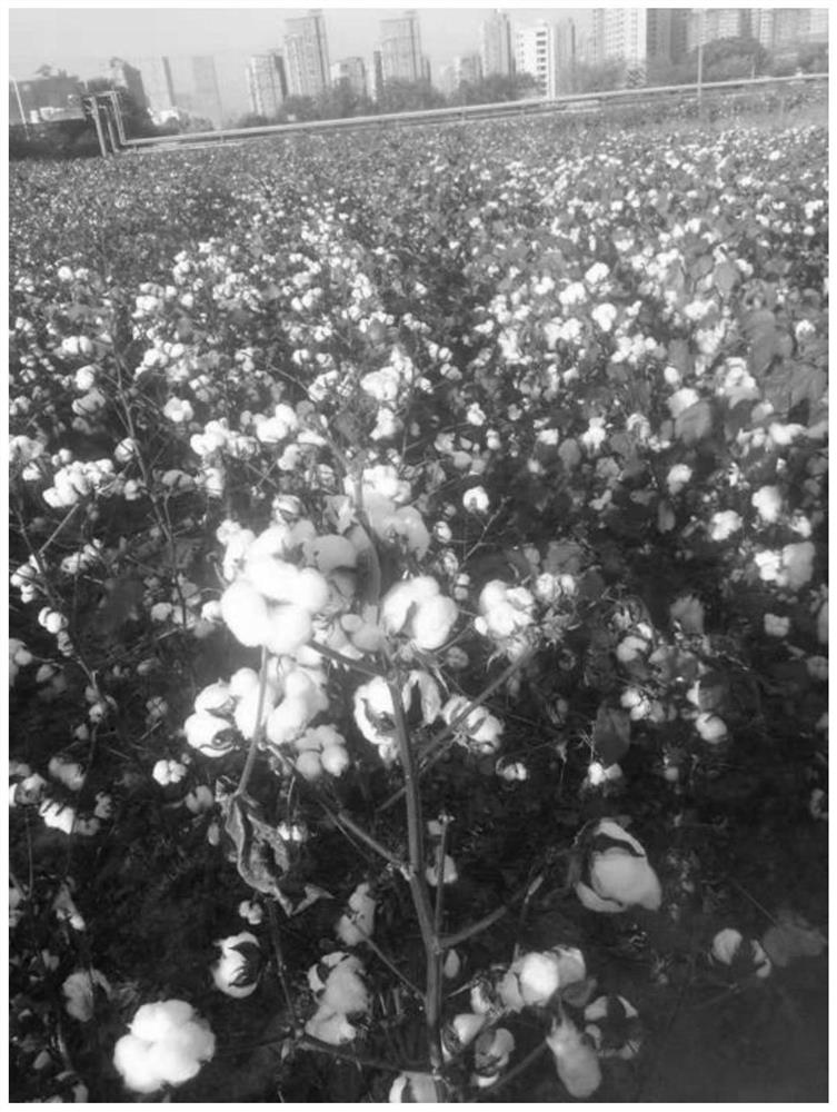 A kind of cultivation method of high-yield and high-quality early-maturing cotton