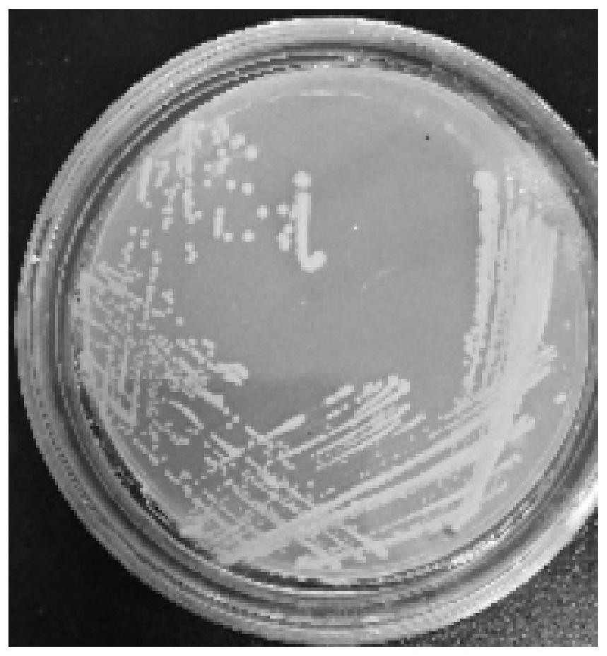 A salt-tolerant yeast strain that increases the content of sotolone in soy sauce and its application