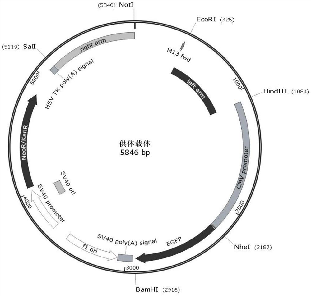 A homologous recombination vector expressing egfp, recombinant cell and its preparation method and application