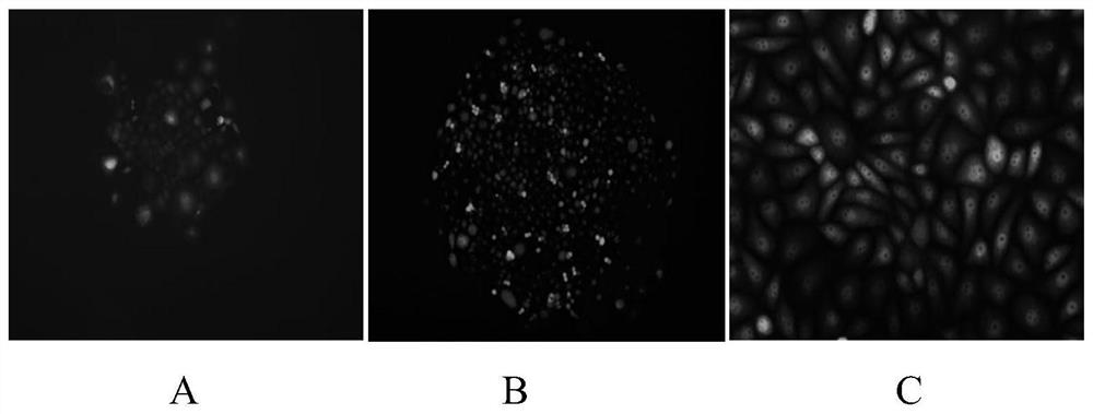 A homologous recombination vector expressing egfp, recombinant cell and its preparation method and application