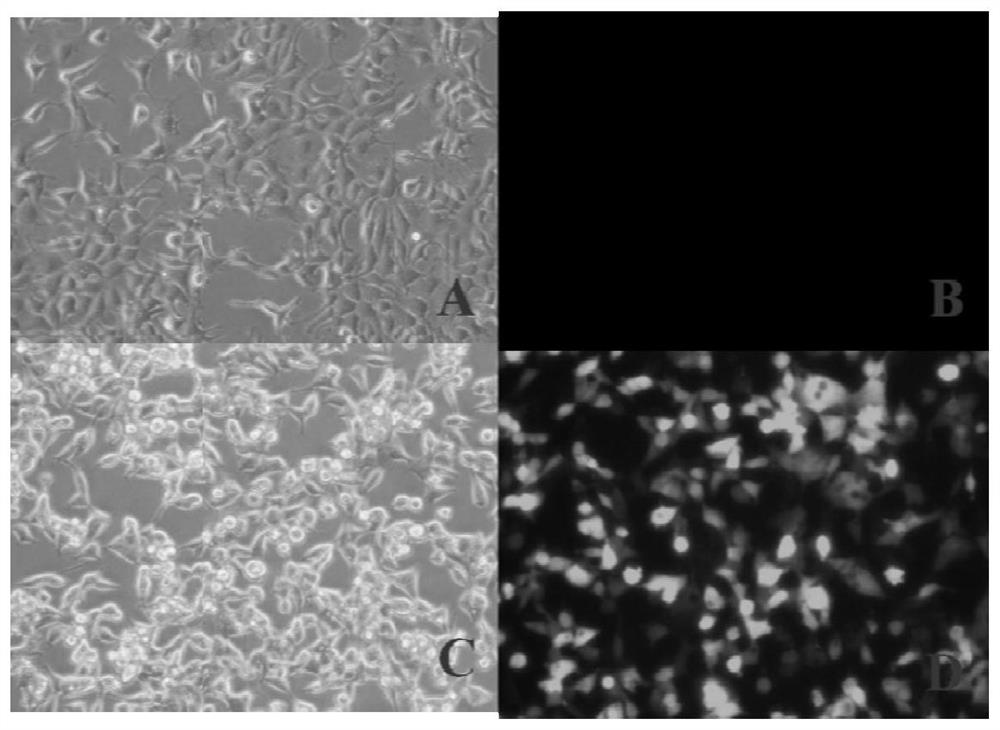 Recombinant adenovirus with vp2 gene and np gene and its application