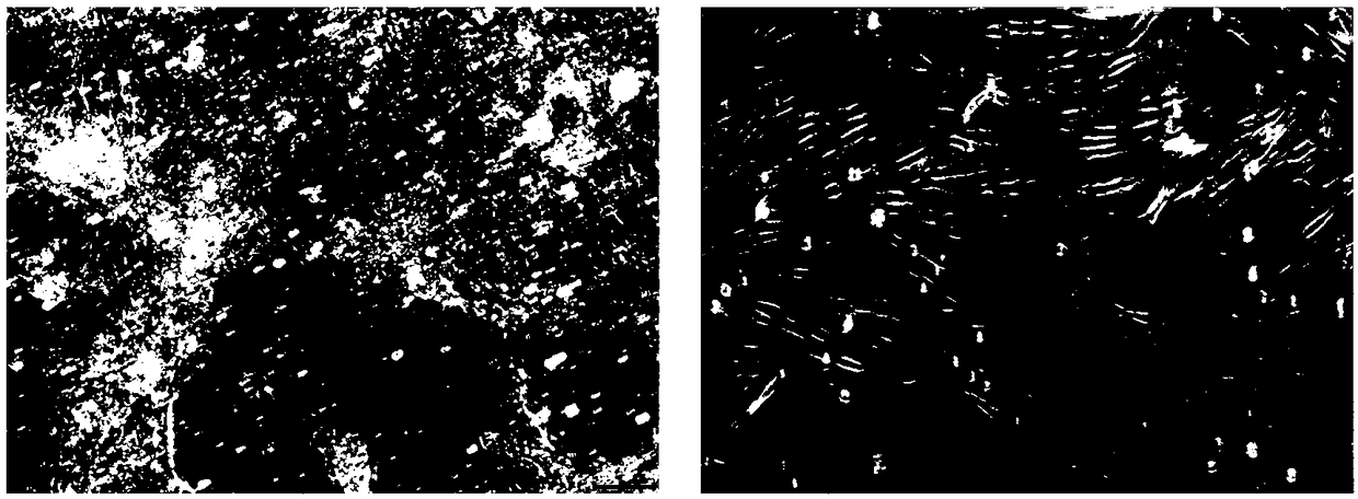 Establishing method of myosatellite cell system of bastard halibut during embryo period