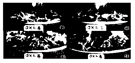 Method for carrying out tissue cultivation propagation of anoectochilus roxburghii by intermittent submerged bioreactor