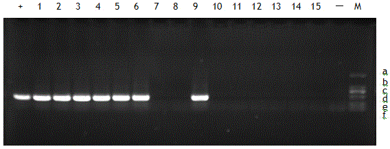 Chicken infectious bronchitis live vaccine potency detection method