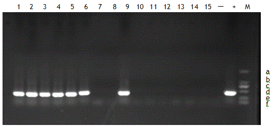 Chicken infectious bronchitis live vaccine potency detection method