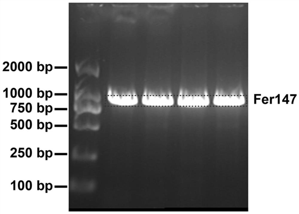 Preparation method and application of anti-tumor nano arsenic spheres based on invertebrate recombinant ferritin