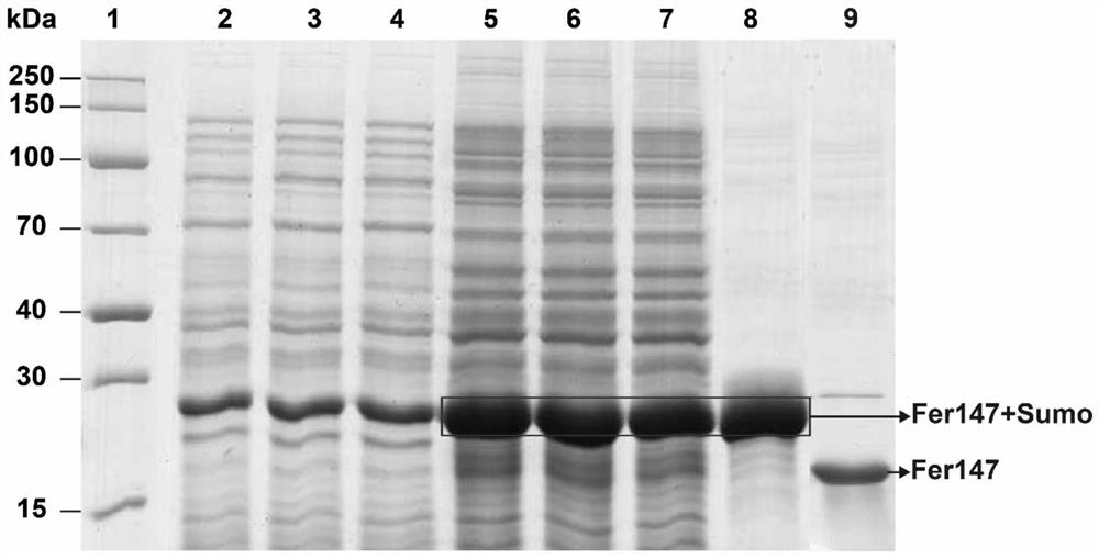 Preparation method and application of anti-tumor nano arsenic spheres based on invertebrate recombinant ferritin