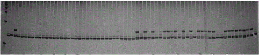 Molecular marker in close linkage with head cabbage waxless bright green gene cgl-4 and application of molecular marker