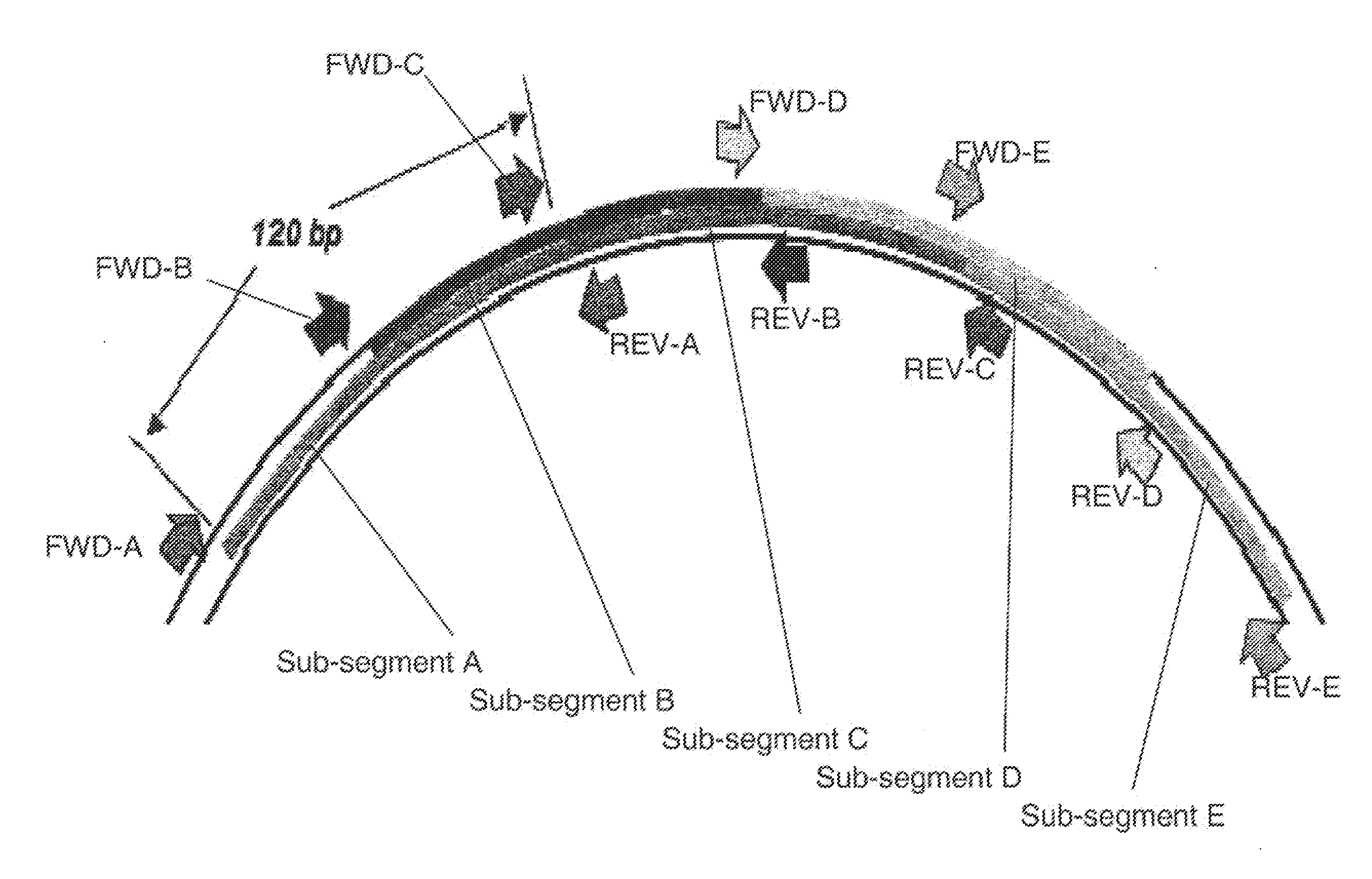 Methods for rapid identification and quantitation of nucleic acid variants