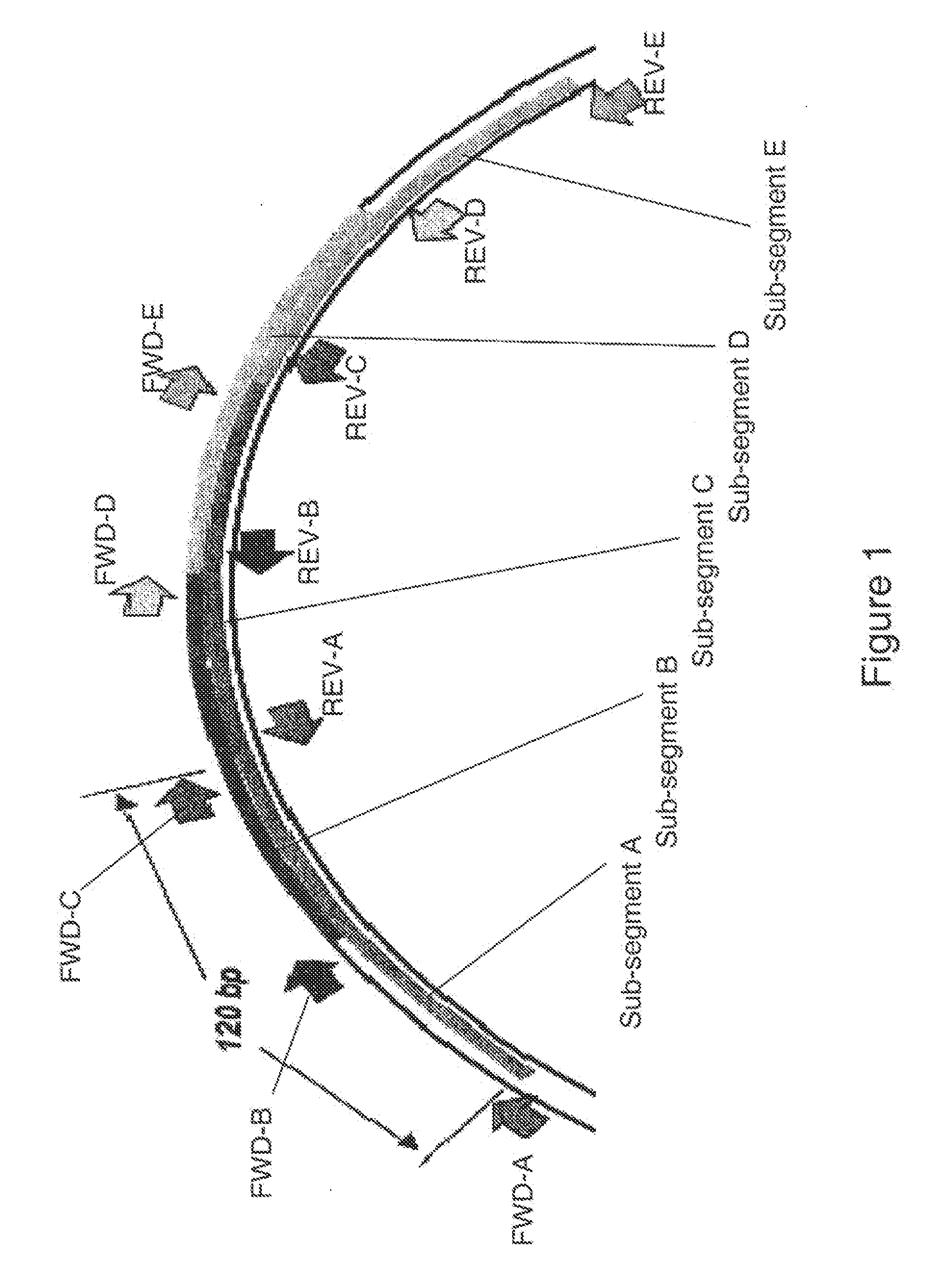 Methods for rapid identification and quantitation of nucleic acid variants