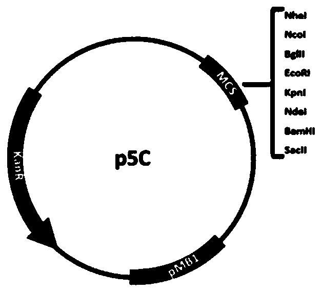 Induced t7 RNA polymerase