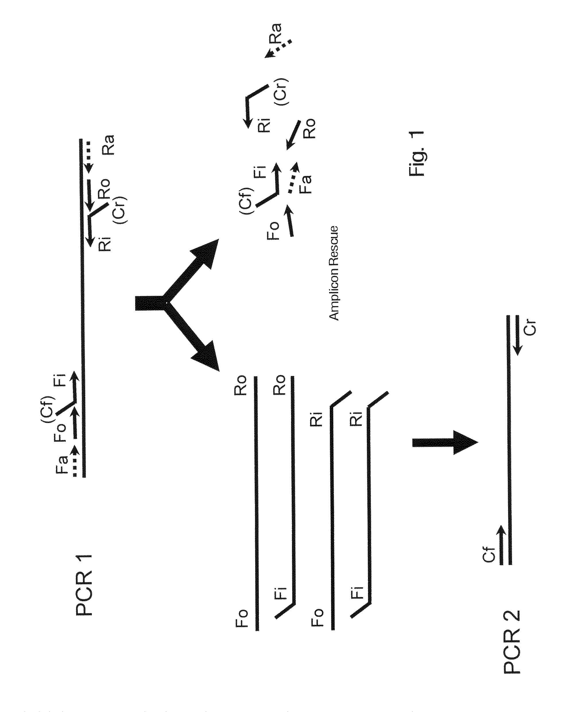 Amplicon rescue multiplex polymerase chain reaction for amplification of multiple targets