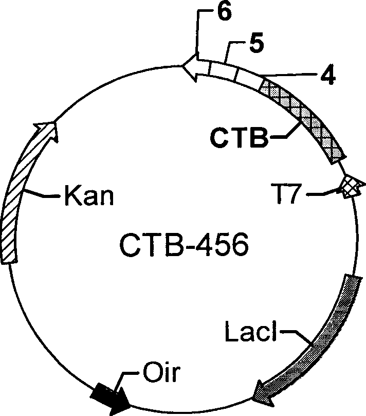 Anti-atherosis epitope composition, preparation method and uses thereof